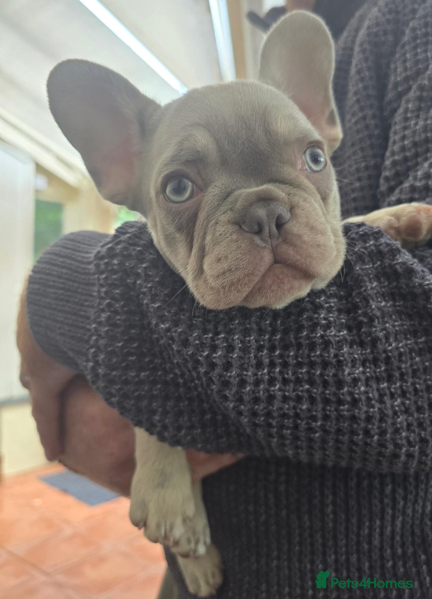 French Bulldog dogs French Fur Babies - Advert 6