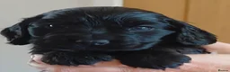 Cocker Spaniel dogs for sale: Stunning Black Spaniels - Advert 2