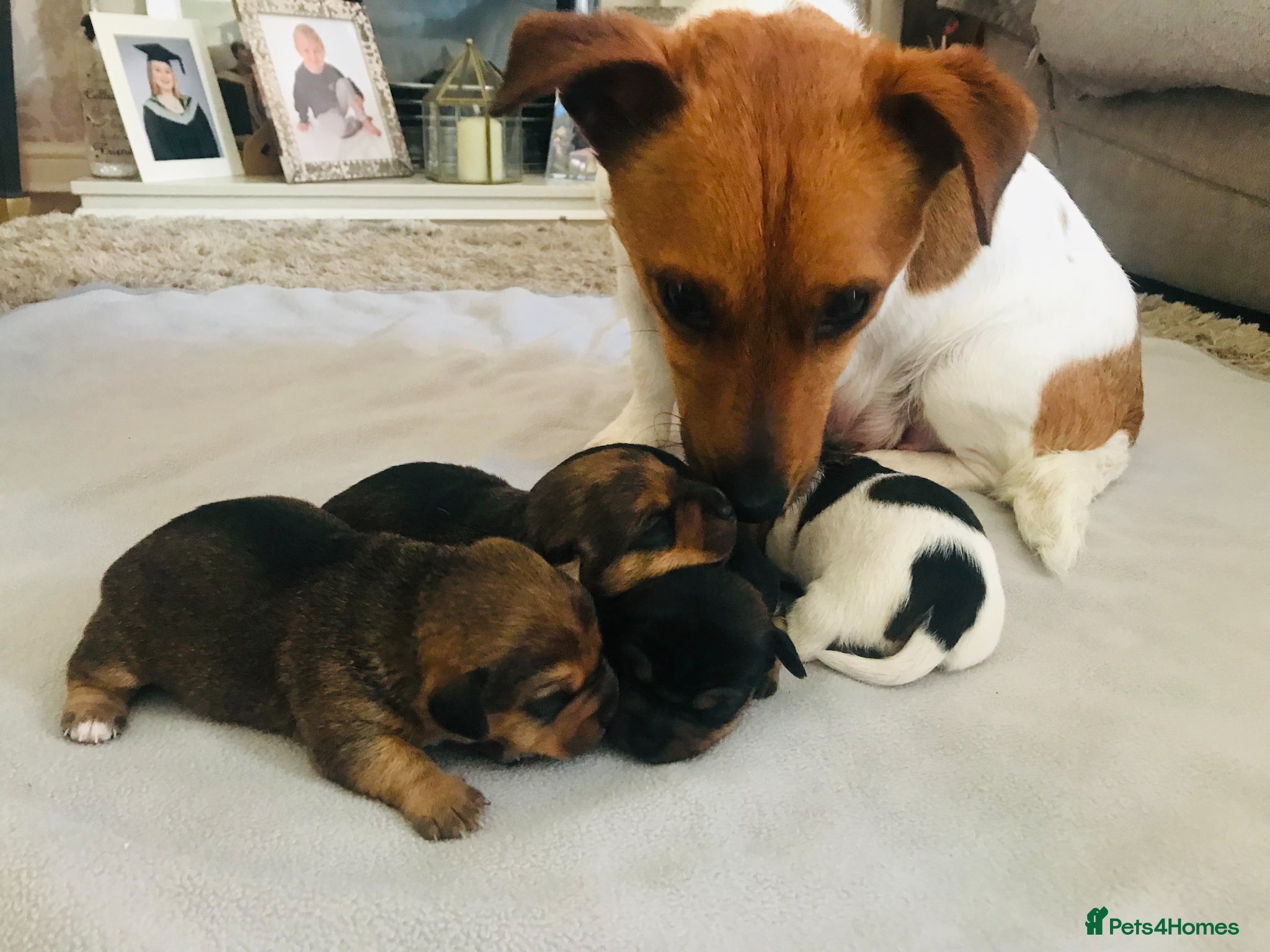 Jack Russell dogs for sale: Beautiful Jack Russel Puppies - Advert 1
