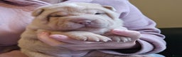 Shar Pei dogs for sale: Beautiful litter of Shar Pei puppies!  - Advert 6