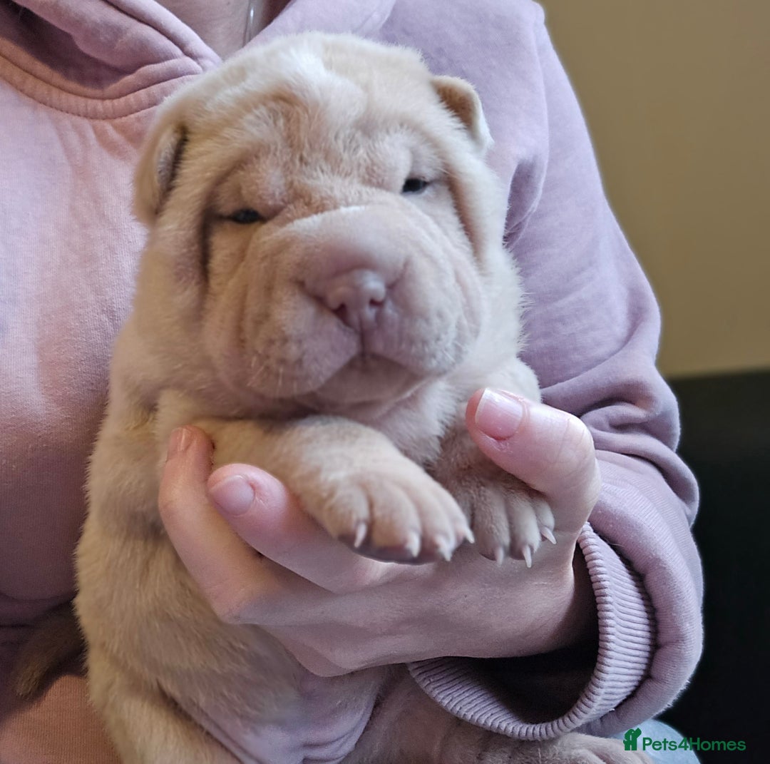 Shar Pei dogs for sale: Beautiful litter of Shar Pei puppies!  - Advert 6