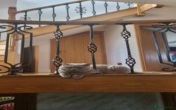 British Shorthair cats for stud: Lilac BSH boy for stud  - Image 2