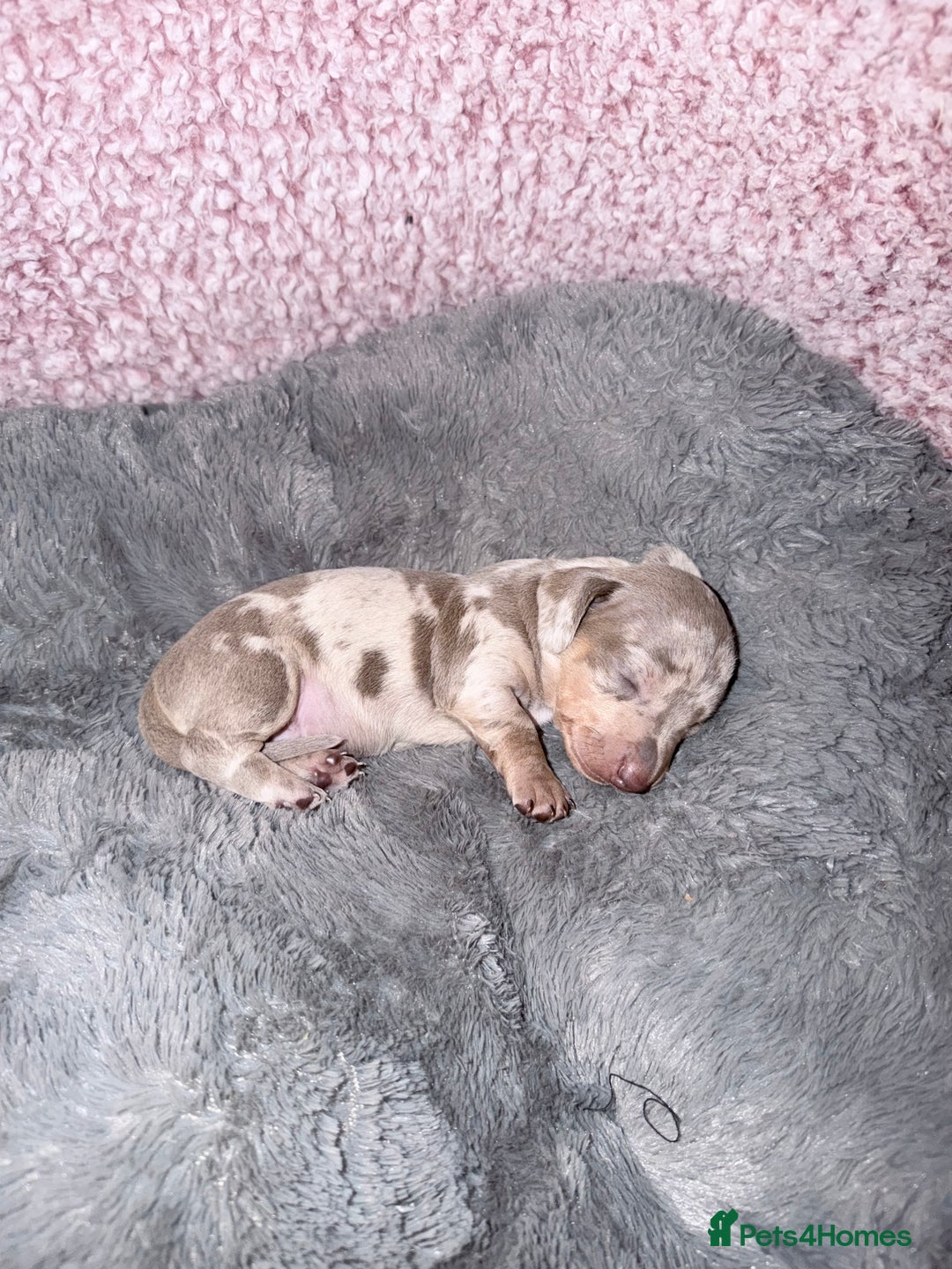 Miniature Dachshund dogs for sale: Stunning kc reg miniature dachshund puppies - Advert 26