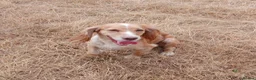 Cocker Spaniel dogs for sale: Cocker Spaniel  KC REG Girl - Advert 4