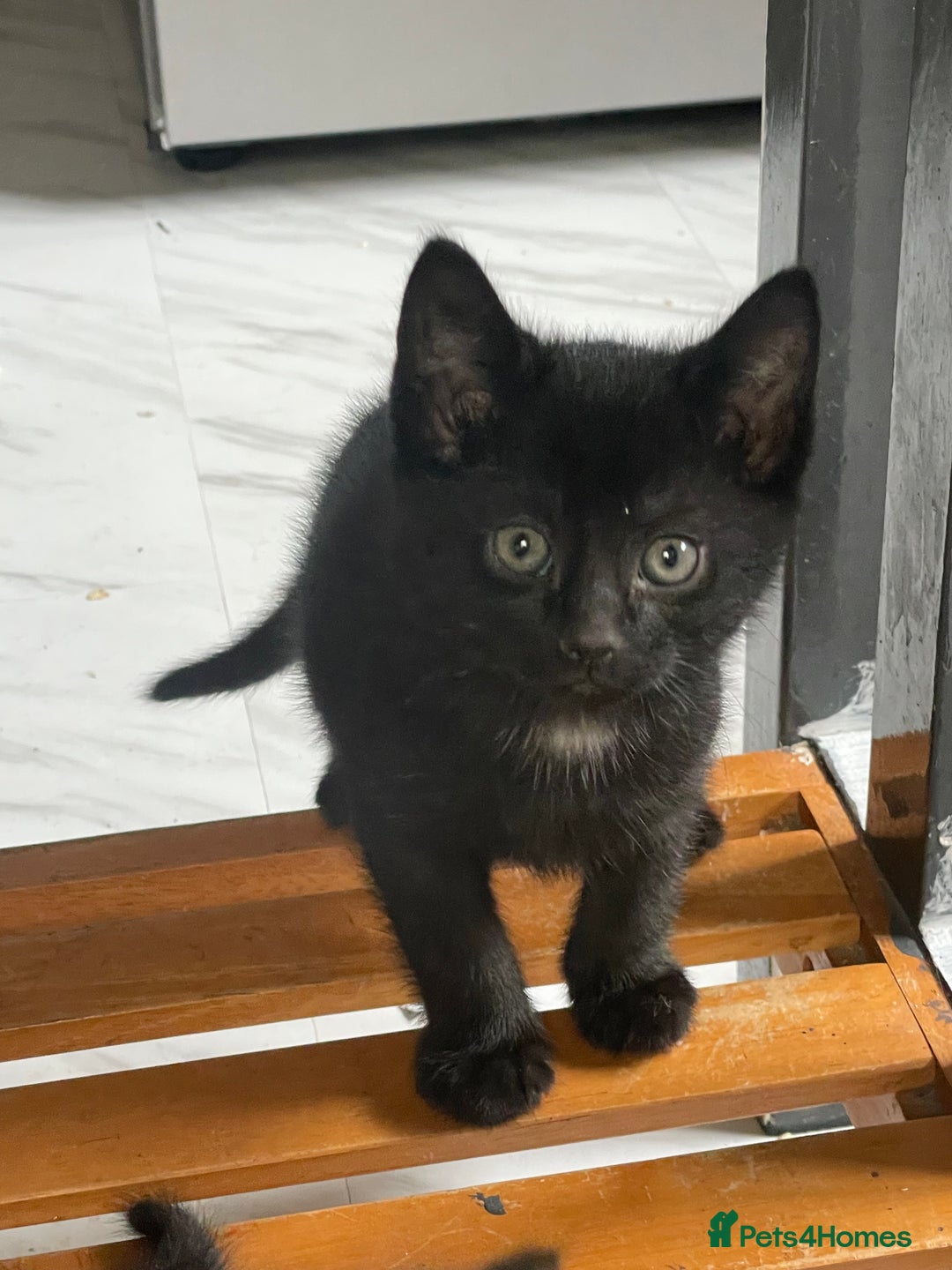 Mixed Breed cats for sale: 4 Beautiful & playful kittens - Advert 13