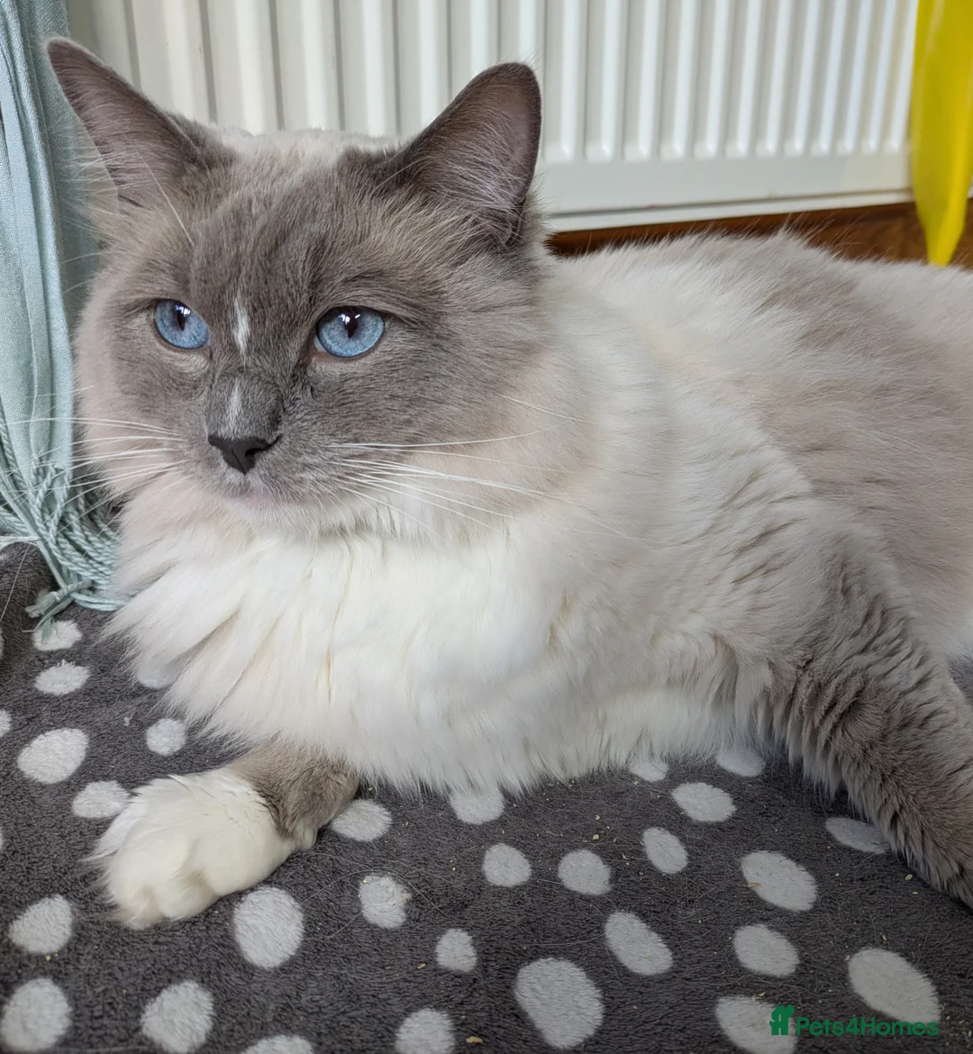 Ragdoll cats for sale: 16 months blue mitted ragdoll GCCF registered  - Advert 1