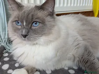 Ragdoll cats 16 months blue mitted ragdoll GCCF registered - Advert 1