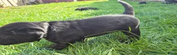 Labrador Retriever dogs for sale: Litter of 6 in Burton-on-Trent - Advert 15