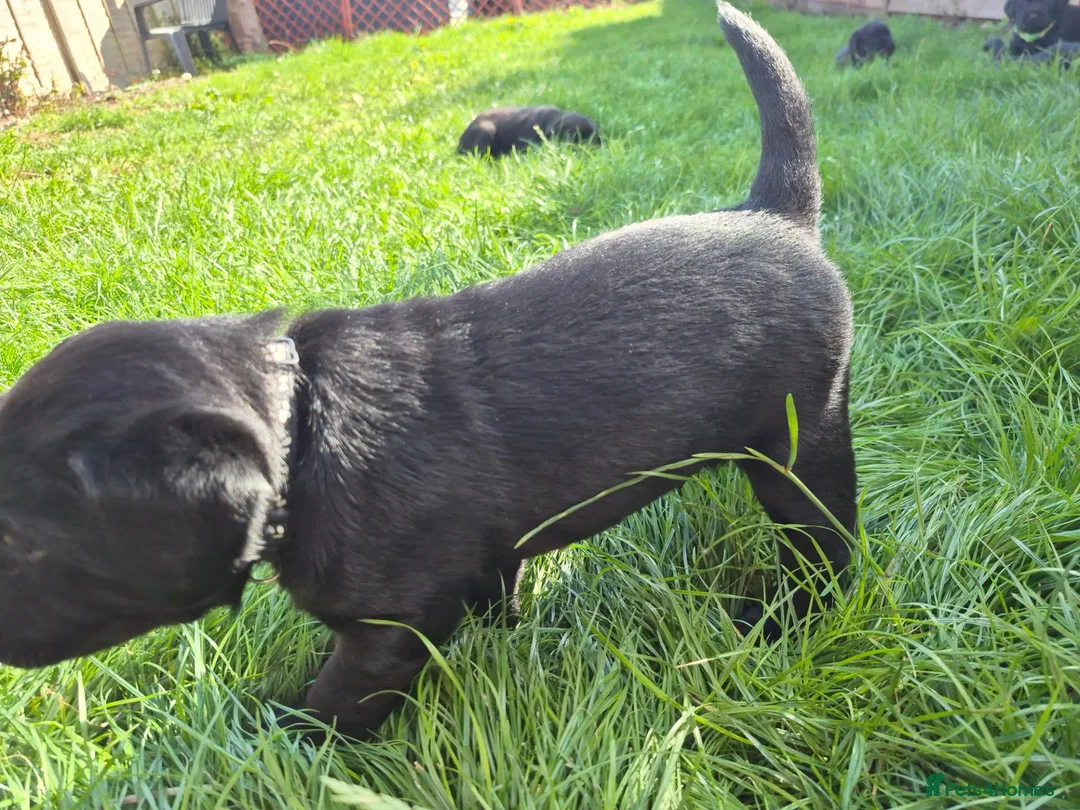 Labrador Retriever dogs for sale: Litter of 6 in Burton-on-Trent - Advert 15