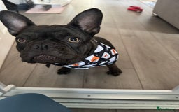 French Bulldog dogs for sale: Storm the French bulldog  - Image 2
