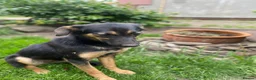 Mixed Breed dogs for adoption: ❤️🐶 GINA – GENTLE PEOPLE, PLAYFUL DOGS in Burton-on-Trent - Advert 4