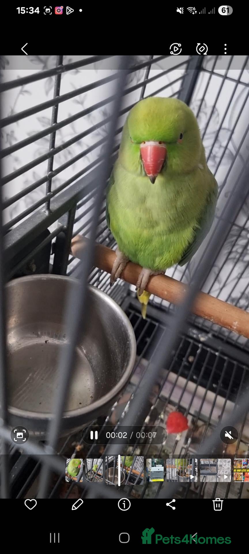 Parrots birds Beautiful ringneck talking parrot  - Advert 9