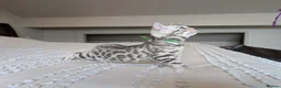 Bengal cats for sale: 🖤🩶🤍 Stunning Bengal Kittens 🤍🩶🖤 - Advert 19