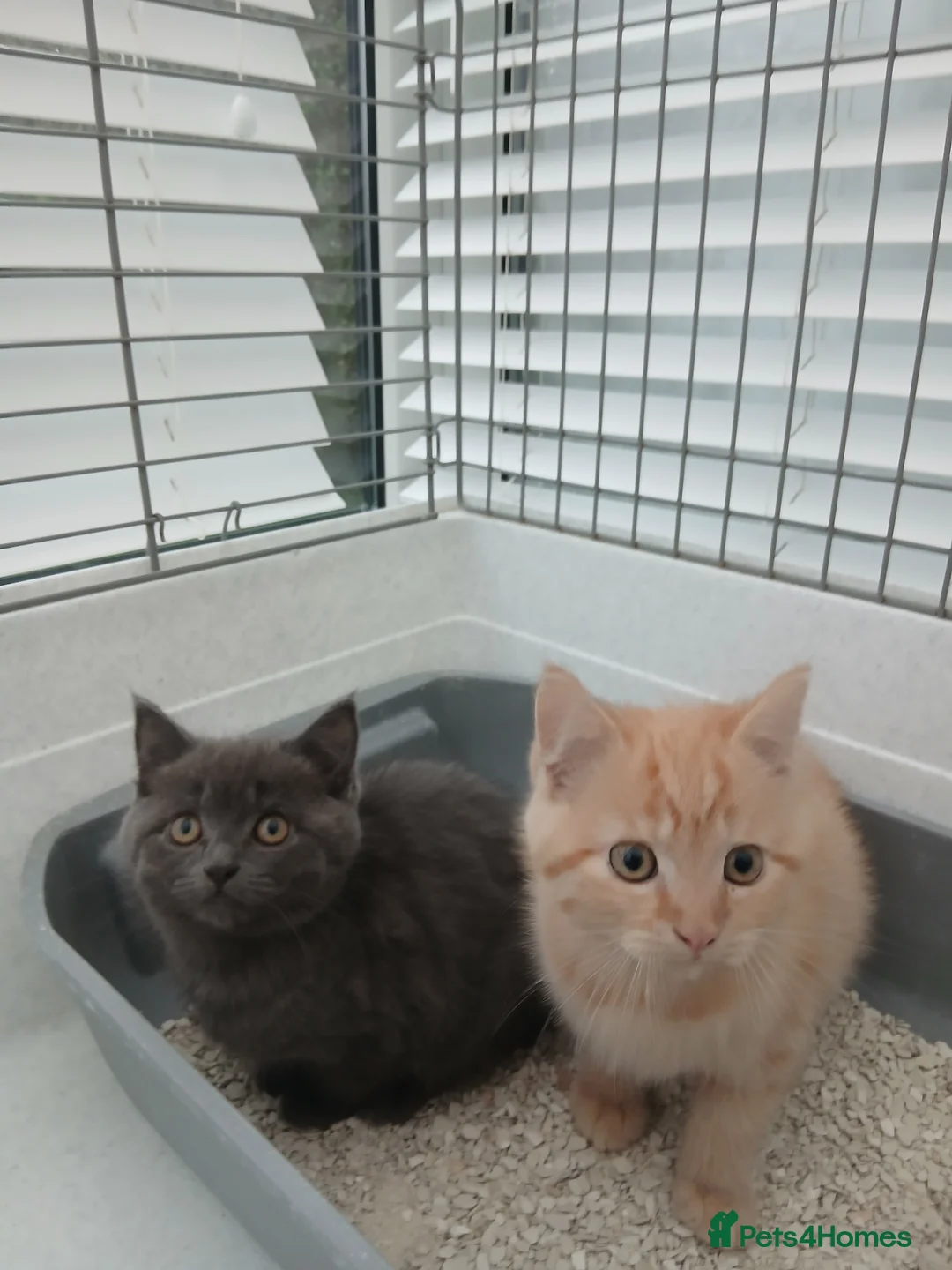 British Longhair cats for sale: British short-hair xxx - Advert 13