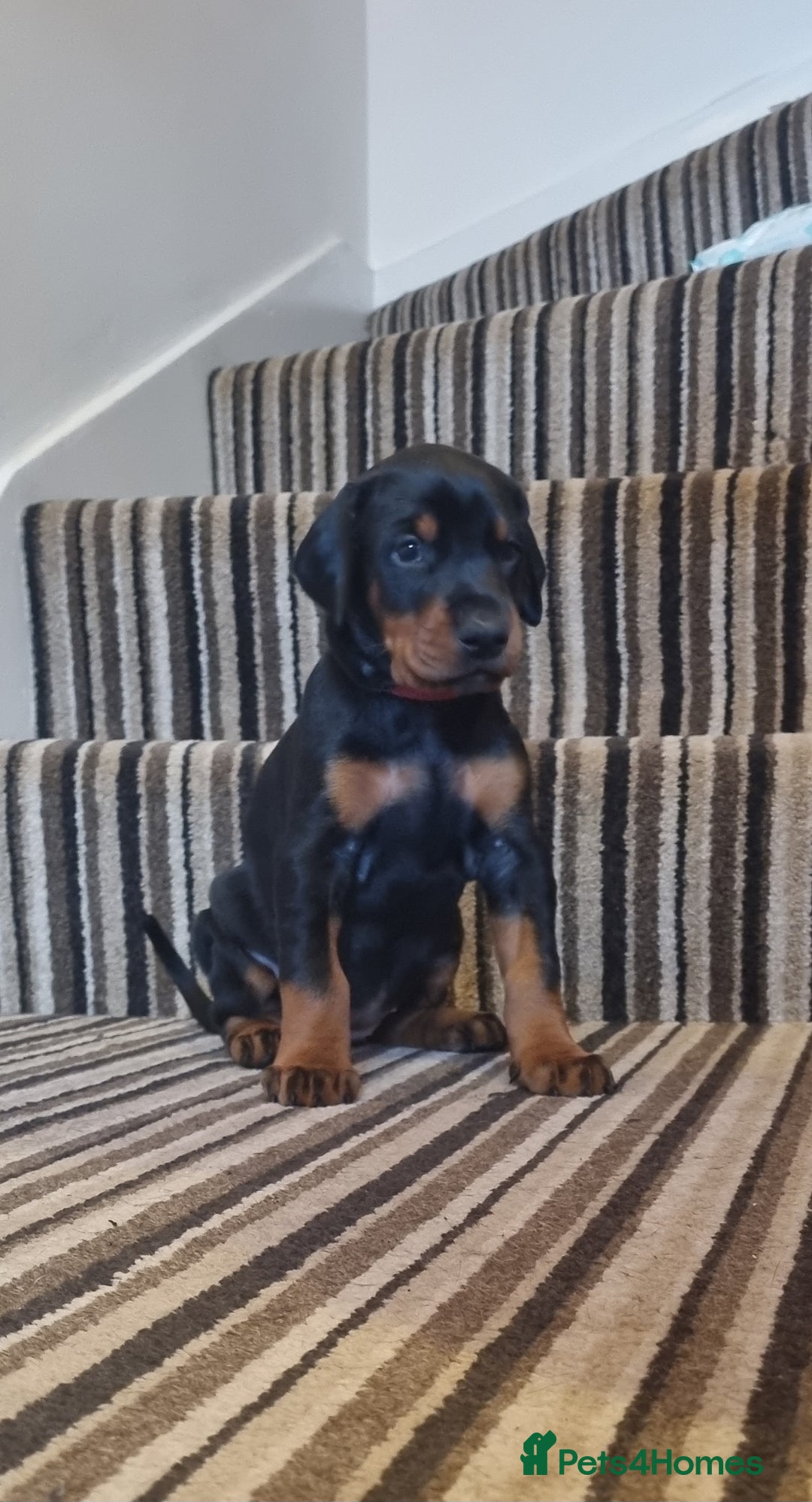 Dobermann dogs for sale: Exceptional Doberman - Advert 14