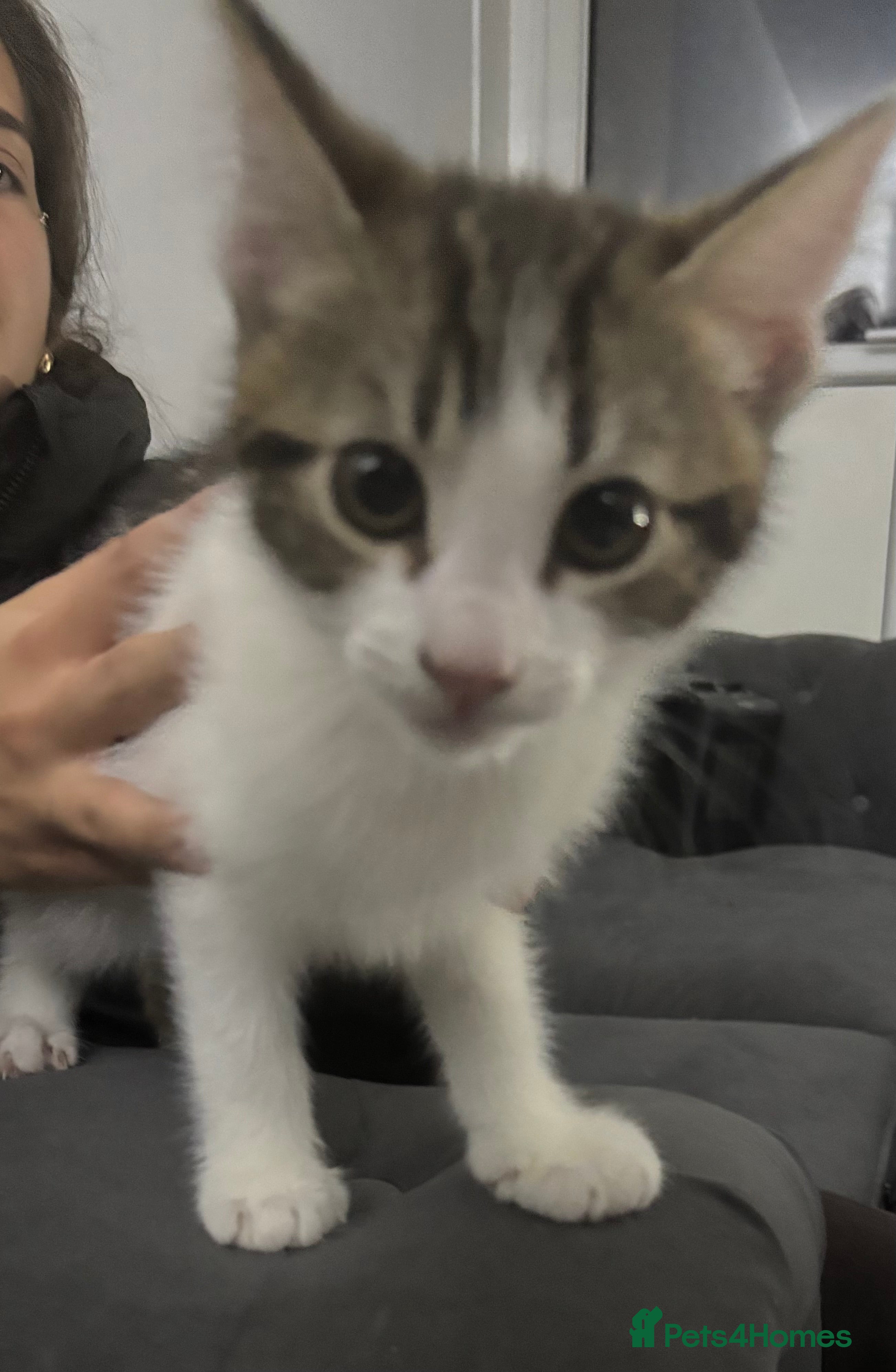 Mixed Breed cats 8 week old kitten needing loving home - Advert 1