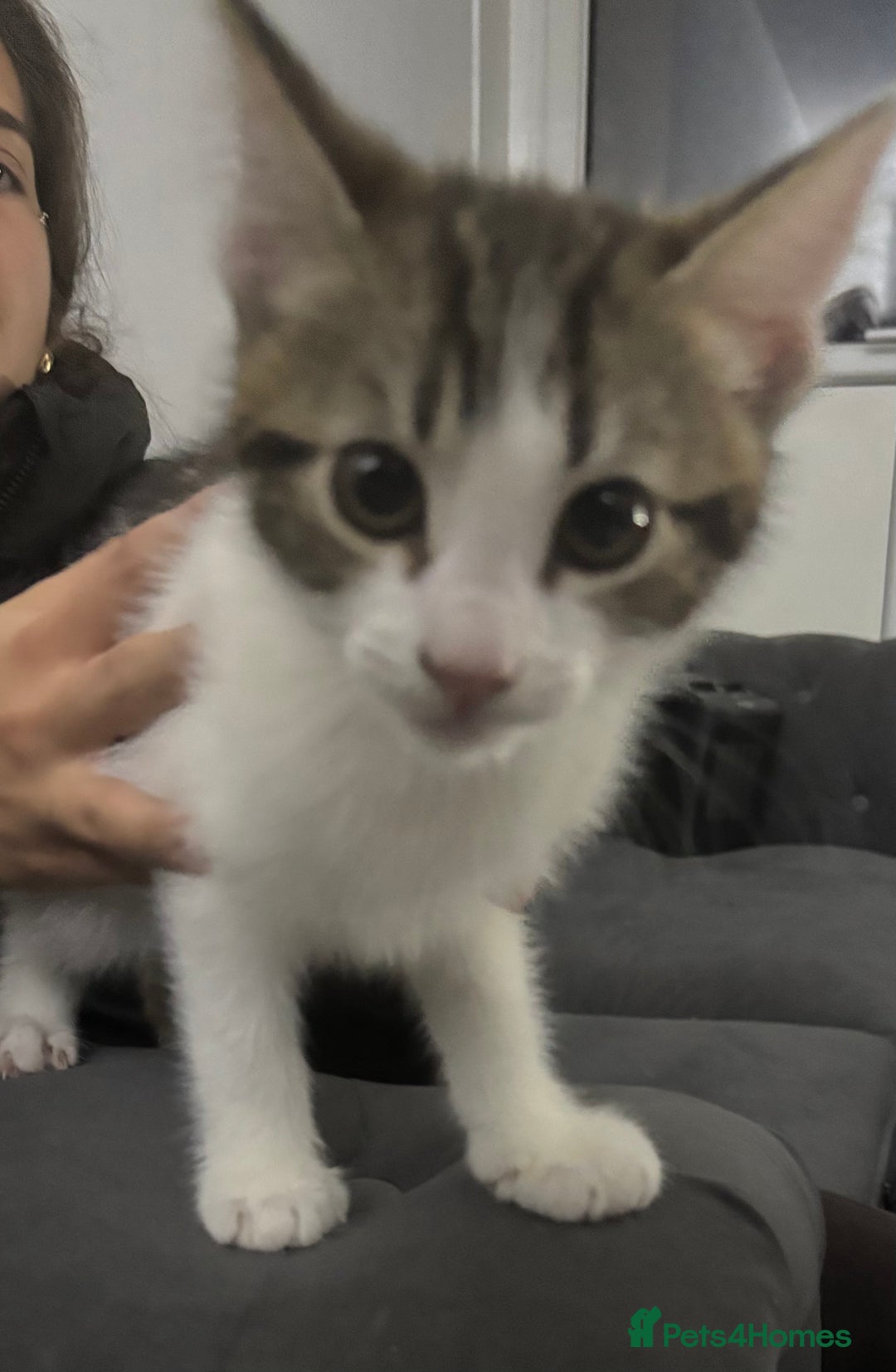 Mixed Breed cats for sale: 8 week old kitten needing loving home - Advert 1