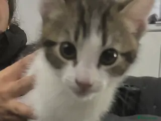 Mixed Breed cats 8 week old kitten needing loving home - Advert 10