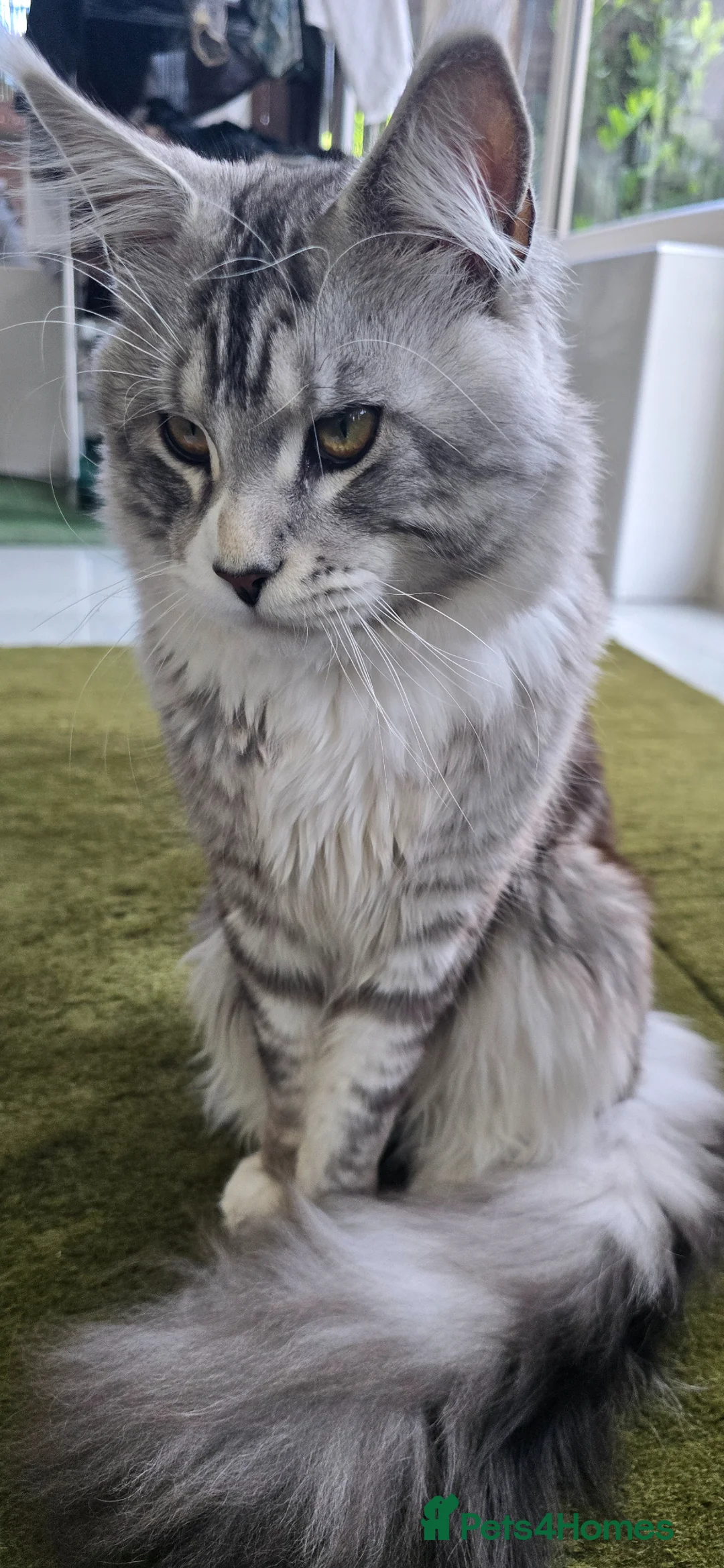 Maine Coon cats for sale: Momo  in Manchester - Advert 1
