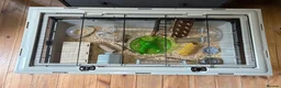 Mouse rodents for sale: 3 baby female fancy mice for sale with full set up - Advert 4
