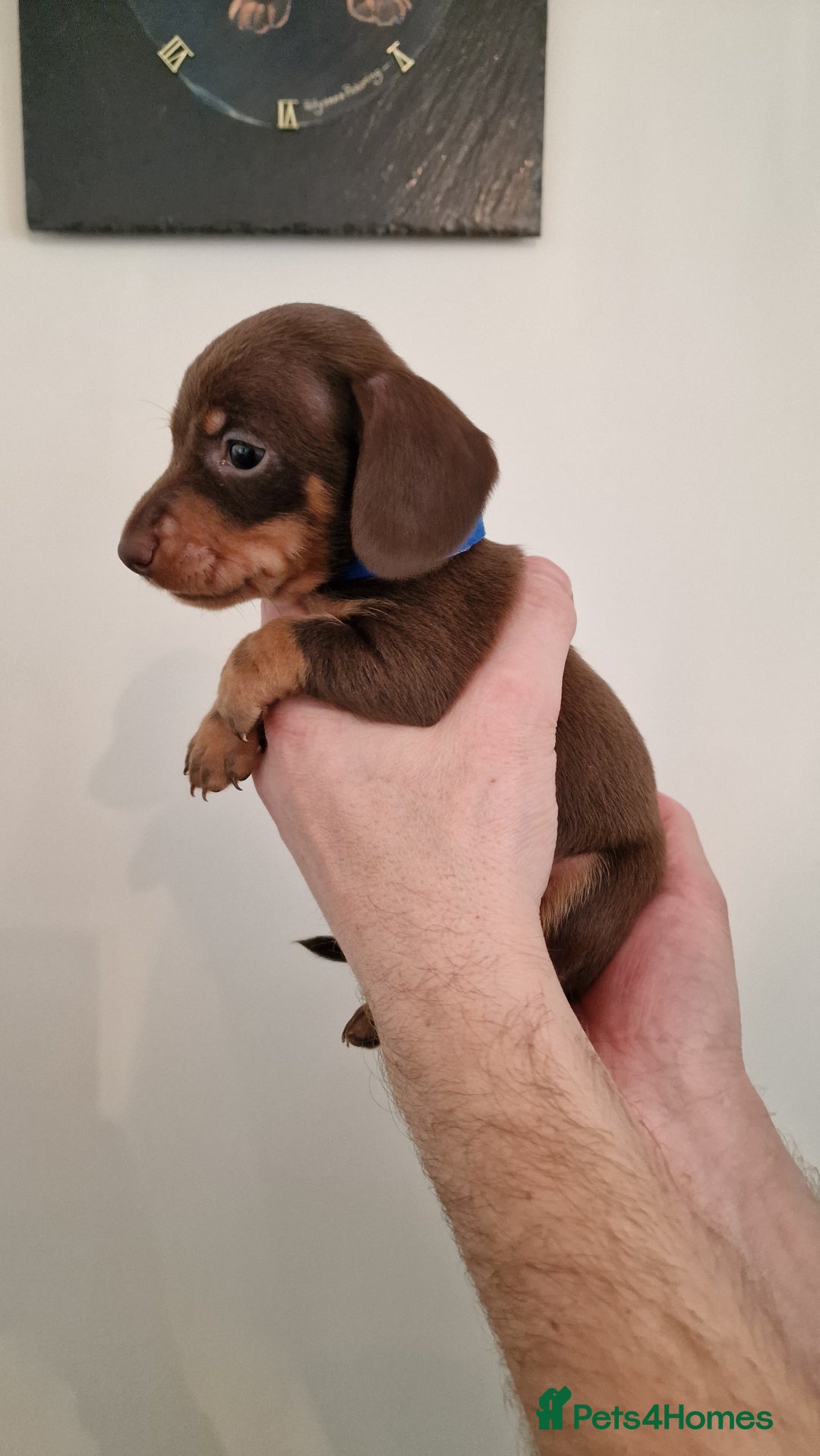Dachshund dogs for sale: Miniature Smooth Haired Dachshund Puppies - Image 3