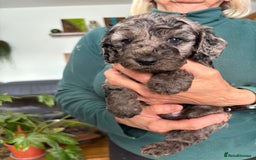Cockapoo dogs for sale: Unique Rare Merle F1B Cockapoo Puppies - Image 11