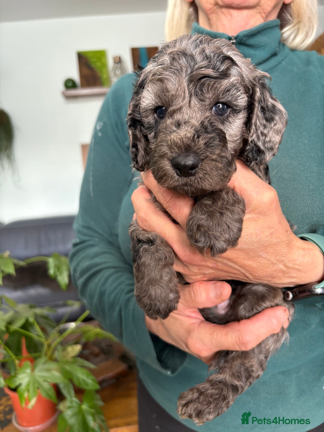 Cockapoo dogs for sale: Unique Rare Merle F1B Cockapoo Puppies - Image 11