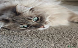 Ragdoll cats for sale: Beautiful Ragdoll/mainecoon cat - Image 4