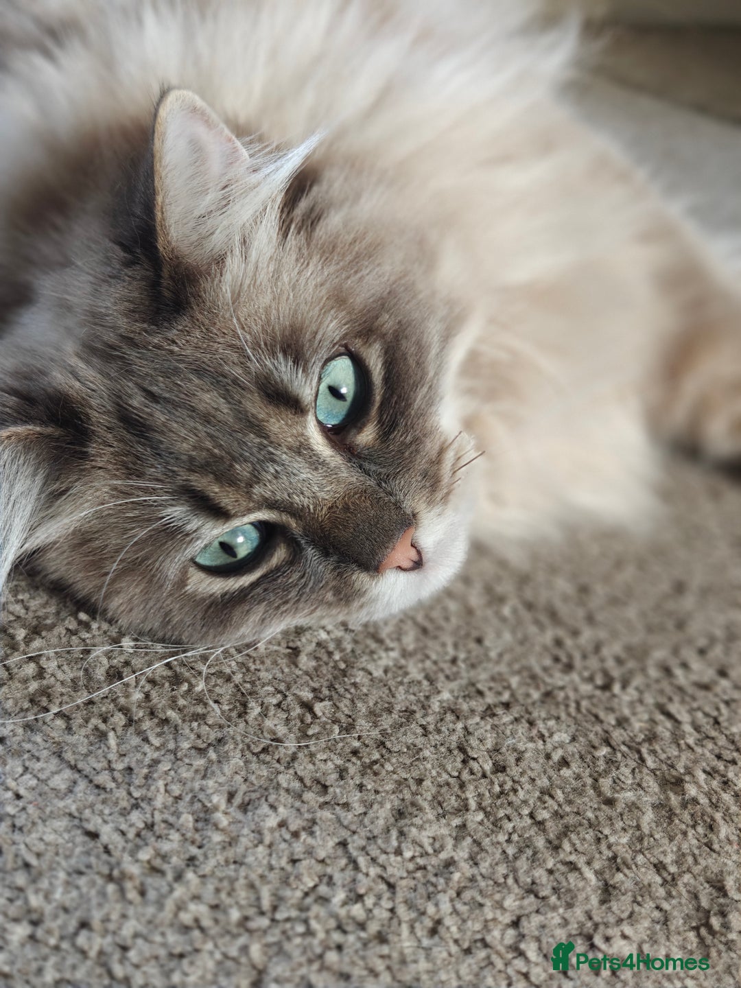 Ragdoll cats for sale: Beautiful Ragdoll/mainecoon cat - Image 4
