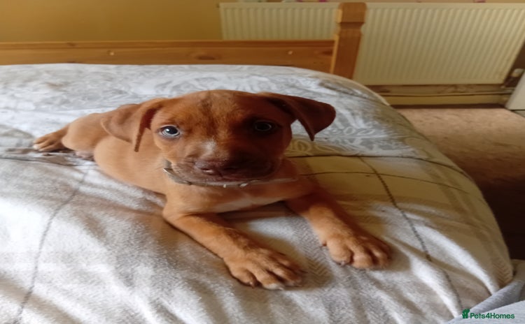Mixed Breed dogs - Advert 10