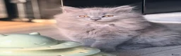 British Longhair cats for sale: British longhair kittens  - Advert 6
