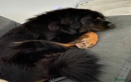 Tibetan Mastiff dogs for sale: Tibetan mastiff for re home  - Image 3