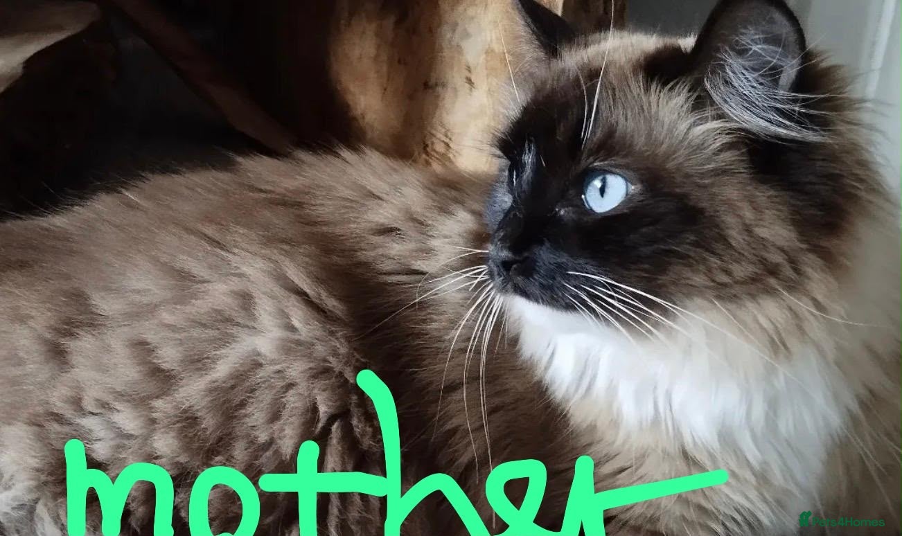 Ragdoll cats Purebred Ragdoll Kittens  - Advert 2