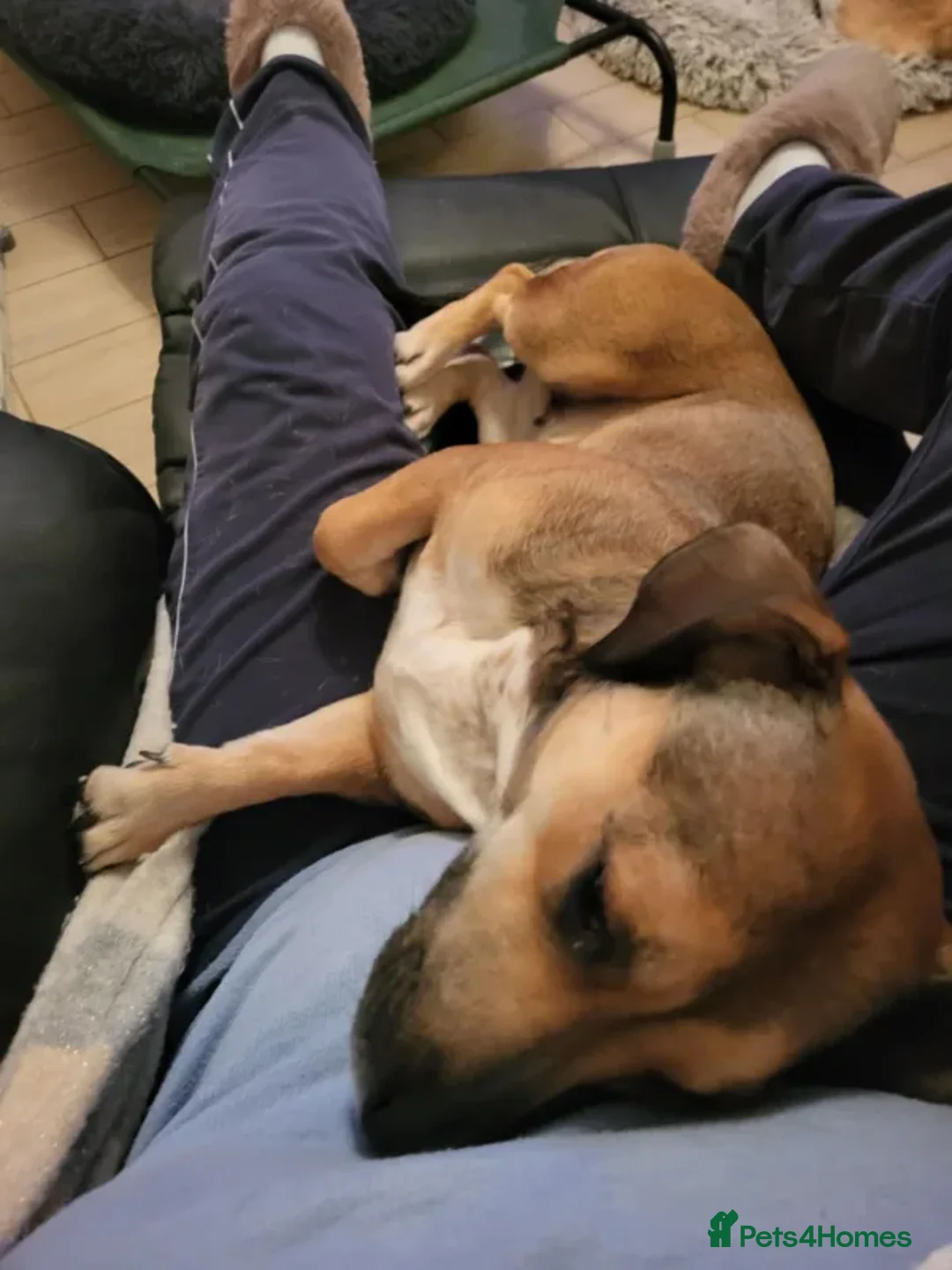 Mixed Breed dogs for adoption: Leena - Advert 7