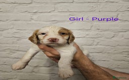 Cocker Spaniel dogs for sale: Cocker spaniels - Image 4