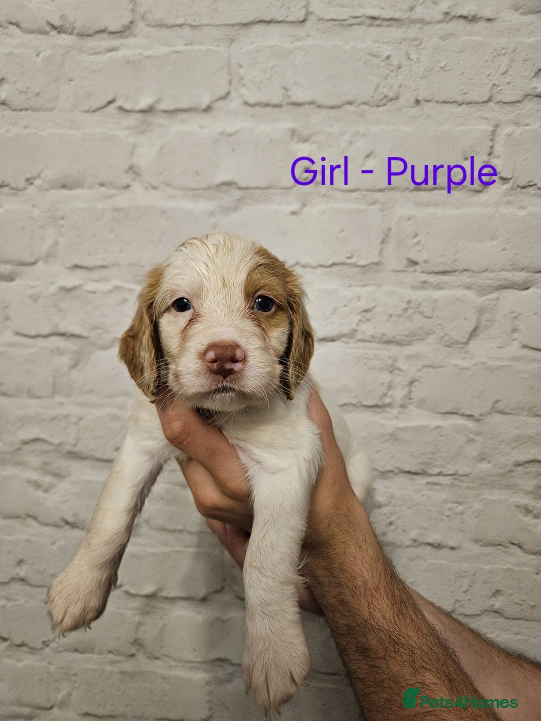 Cocker Spaniel dogs for sale: Cocker spaniels - Image 4
