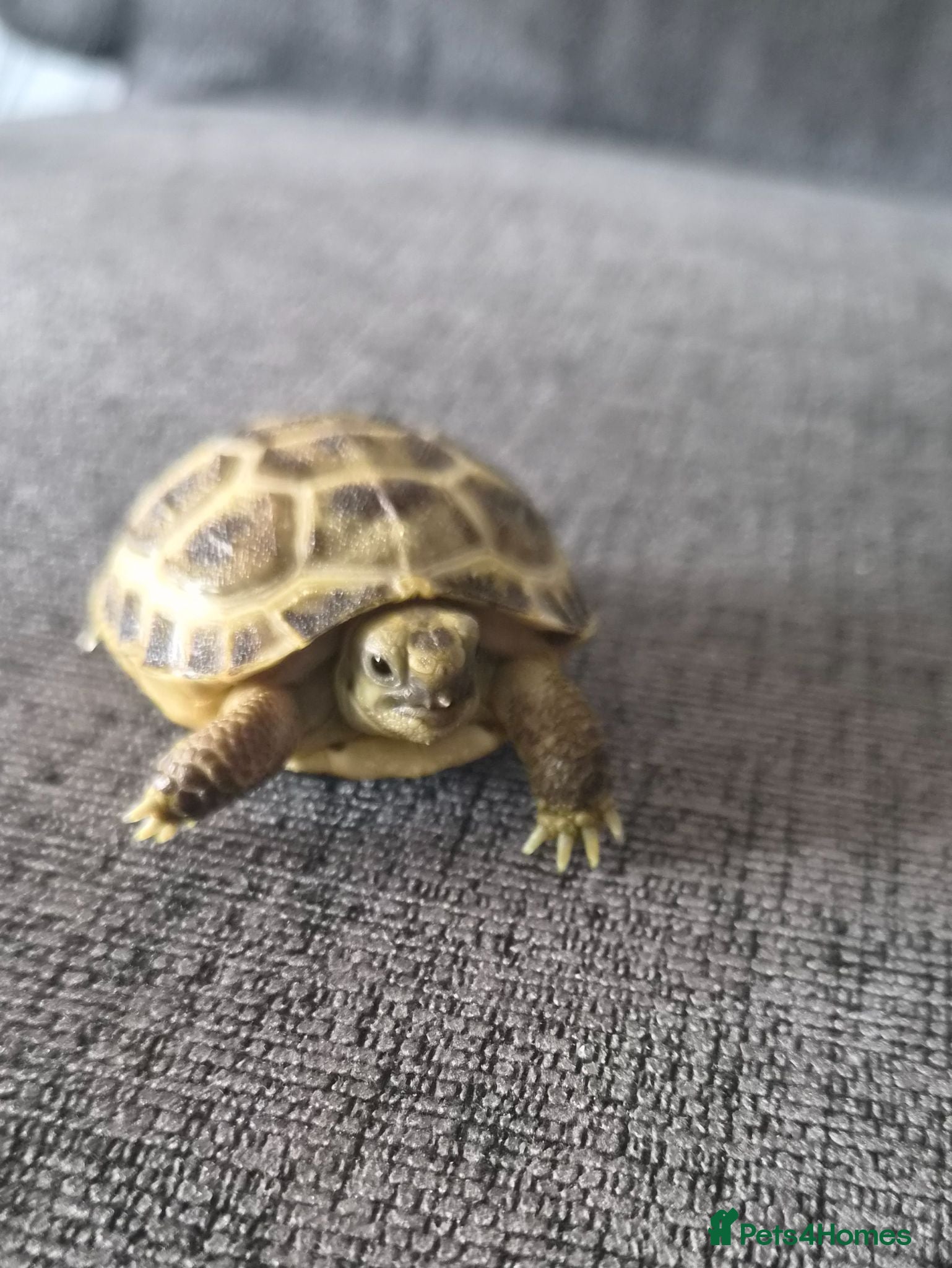 Tortoise reptiles Horsefield Baby Tortoise - Advert 1