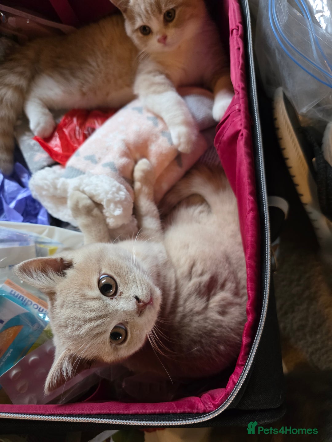 British Shorthair cats for sale: British Shorthairs Stunning Litter - Image 22