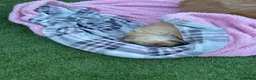 Golden Retriever dogs for sale: Golden Retriever puppy for adoption  - Advert 21