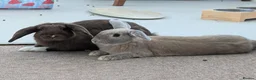 Mini Lop rabbits for sale: Two Gorgeous mini lop brothers for rehoming in Bognor Regis - Advert 6