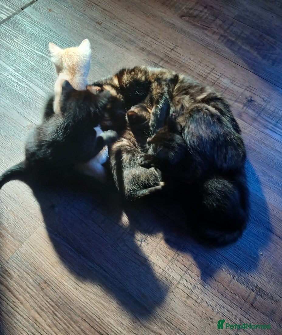 Mixed Breed cats 3 Female Kittens  - Advert 7