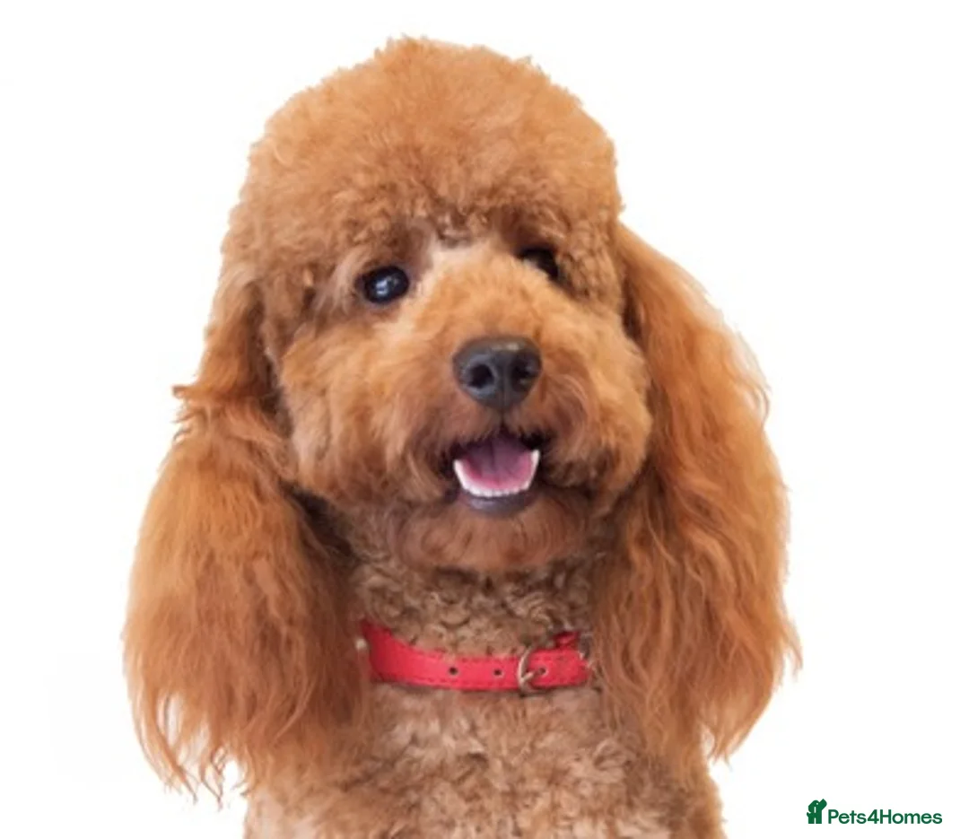 Miniature Poodle dogs for stud: Quality, Red Mini Poodle Stud, DNA Health Tests in Market Drayton - Advert 3