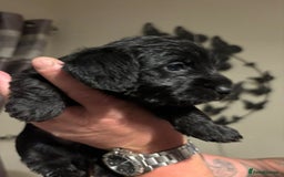 Doxiepoo dogs for sale: Doxiepoo f1 - Image 11