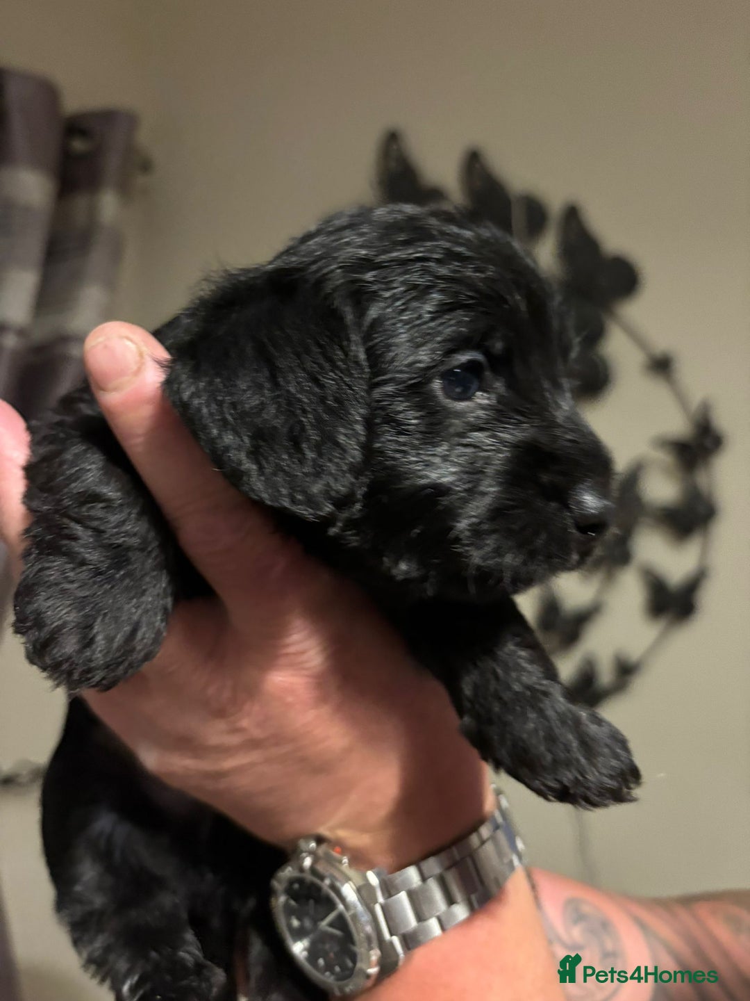 Doxiepoo dogs for sale: Doxiepoo f1 - Image 11
