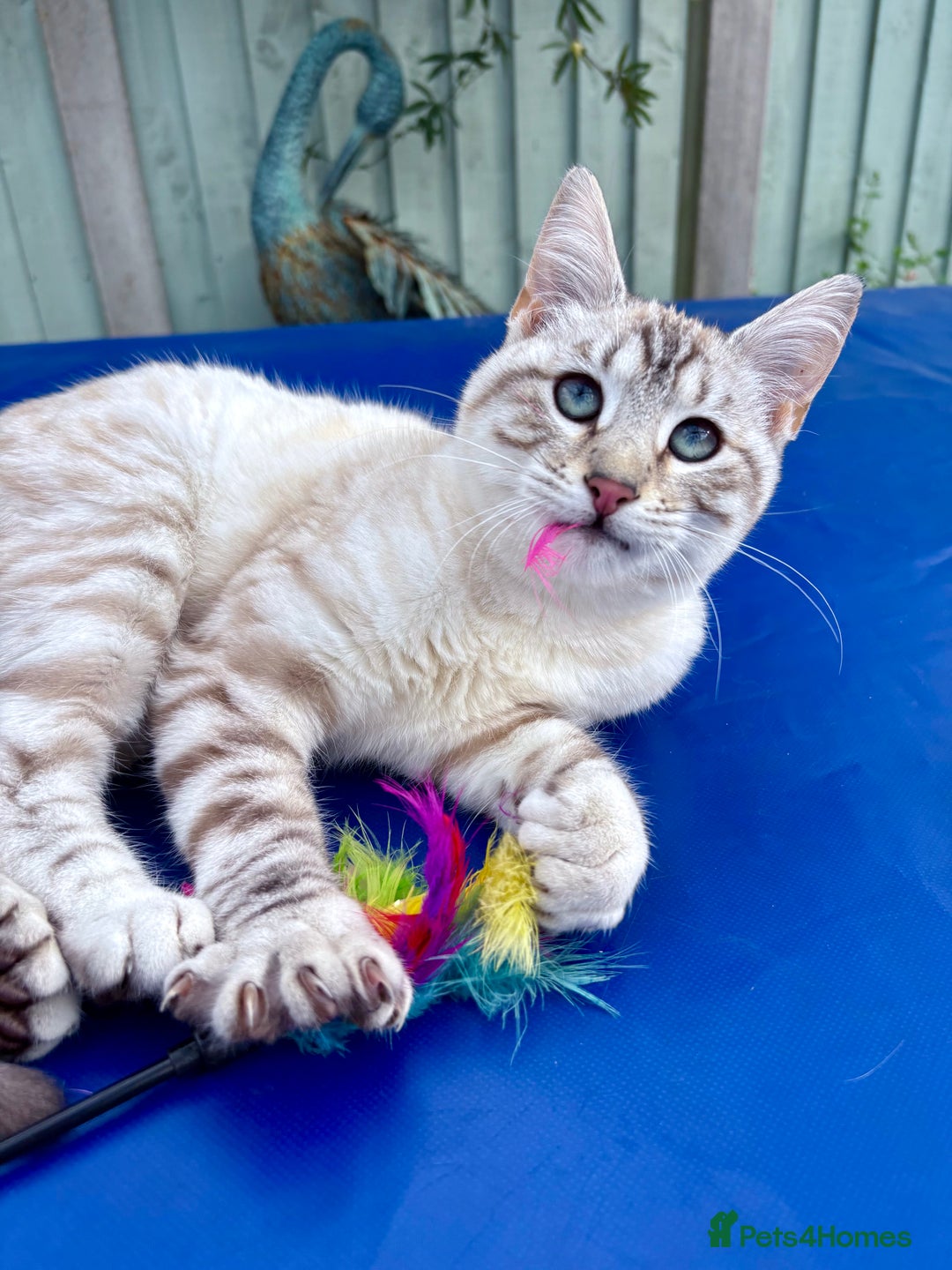 Keetso cats for sale: Gorgeous keetso female  - Image 24