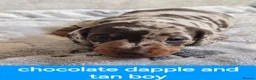 Miniature Dachshund dogs for sale: Short-haired miniature dachshund  in Tenby - Advert 6
