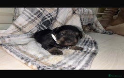 Miniature Schnauzer dogs for sale: 8 beautiful kc registered miniature schnauzer pups - Image 12