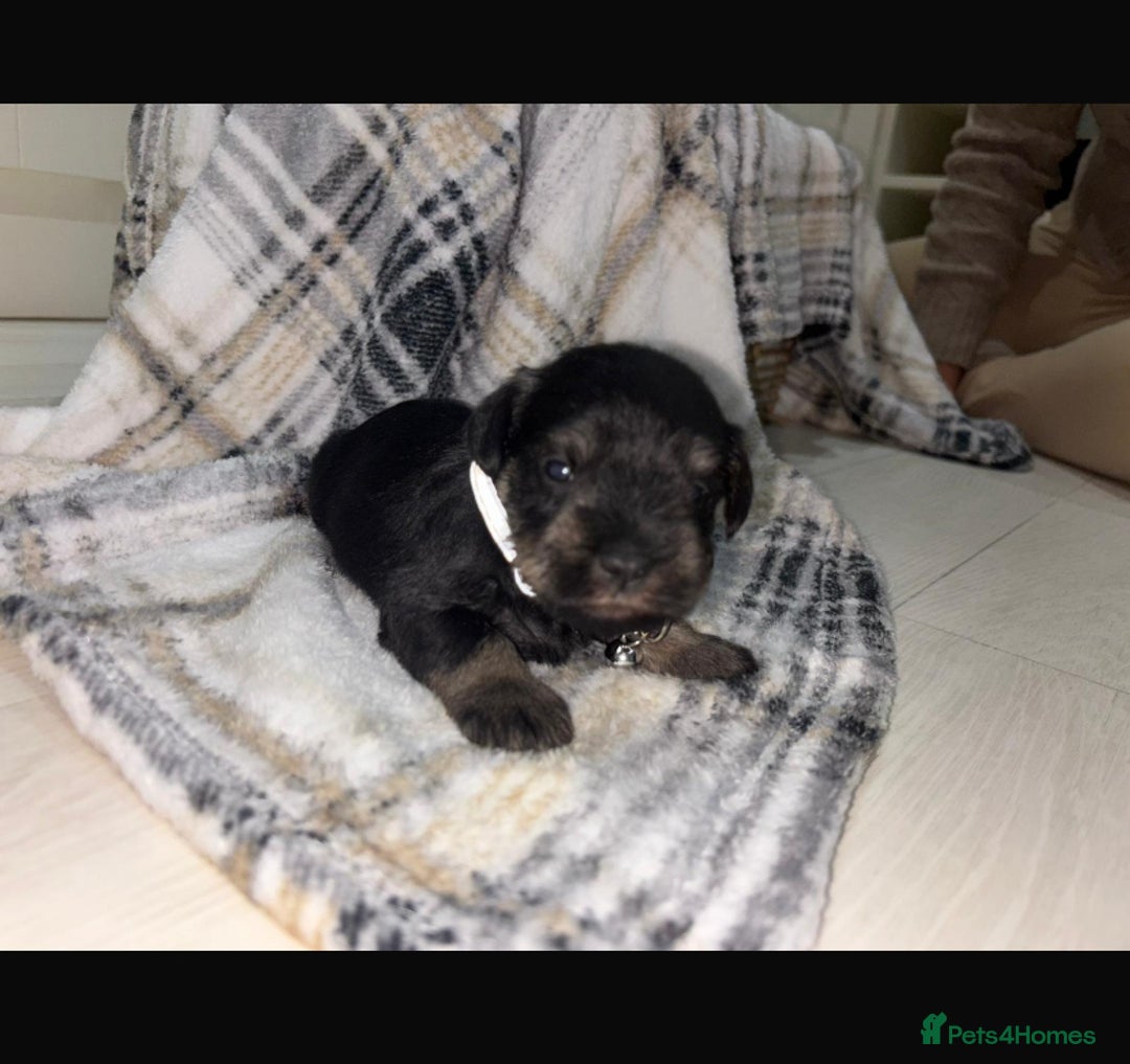 Miniature Schnauzer dogs for sale: 8 beautiful kc registered miniature schnauzer pups - Image 12