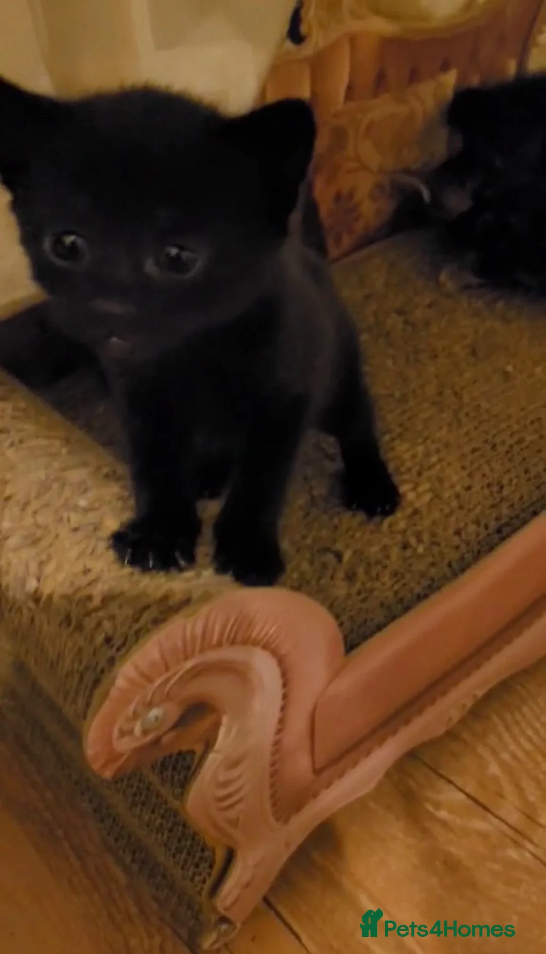 Domestic Shorthair cats for sale: Lovely kittens looking for home - Advert 25