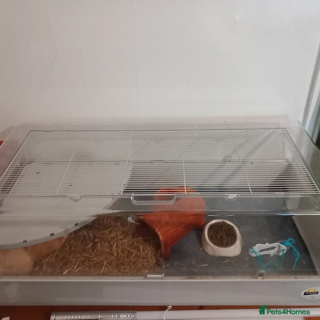 Guinea Pig rodents for sale: Male guinea pig  - Advert 3